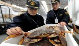 冷冻海鲜视频爆料,视频爆料揭示行业真相